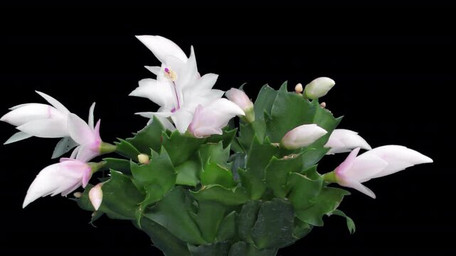 Time lapse of growing and blooming white Christmas cactus with ALPHA channel