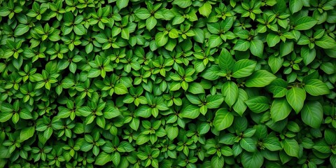 Fototapeta premium Background with a dense cluster of small and large green tropical leaves in a symmetrical pattern, symmetrical foliage, tropical theme, clustered tropical leaves