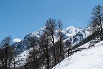 Snowcapped mountains under clear blue sky with bare trees in winter landscape