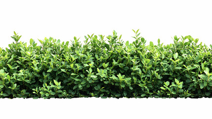 Obraz premium Lush Green Hedge: A Vibrant, Detailed Image of a Dense, Healthy Shrubbery with Small, Oval Leaves, Isolated on White Background for Design Elements