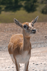 Obraz premium deer in the park