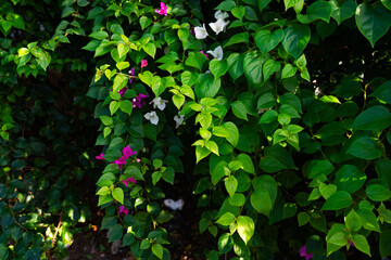A lush green plant adorned with vibrant leaves and flowers in shades of white and pink. The flowers contrast beautifully with the healthy green foliage, creating an eye-catching natural scene