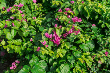 A lush green bush with numerous bright pink flowers. The leaves are broad and vibrant green, while the small, clustered flowers have a vivid pink color. Ideal for use as a natural background