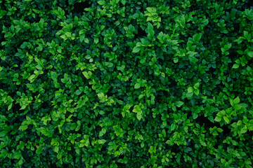 A close-up of dense, vibrant green foliage, from a hedge. The leaves create a rich, green texture,...