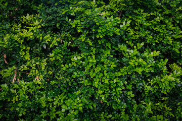 A close-up of a lush, healthy hedge or bush with vibrant green leaves. The foliage is well-maintained and robust, with varying shades of green, making it an ideal natural background 