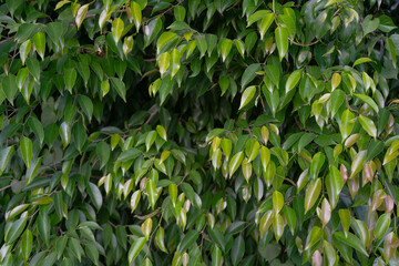 A close-up of dense, vibrant green leaves with elongated, pointed tips and a glossy texture. This lush and healthy foliage is perfect for nature backgrounds or botanical designs.