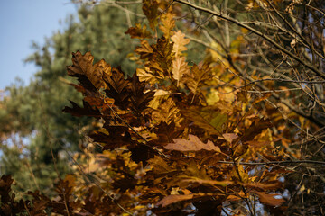 autumn leaves in the forest