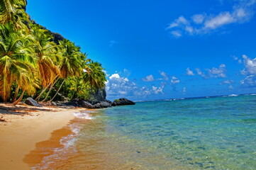 Photo of palm trees on the beach facing the ocean on a sunny day with blue sky