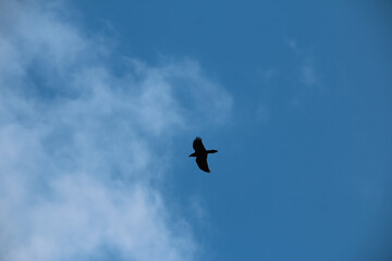 Fototapeta premium Wild bird crows in flight, birds flying over a blue sky, silhouettes of birds in the sky