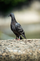 Obraz premium pigeons au soleil sur un mur en pierre