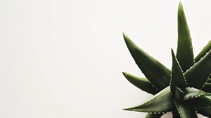 Obraz premium Aloe Vera on a White Background - a fresh and natural visual. The clean white backdrop accentuates the plant's vibrant green and organic appeal.