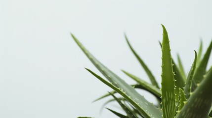 Obraz premium Aloe Vera on a White Background - a fresh and natural visual. The clean white backdrop accentuates the plant's vibrant green and organic appeal.