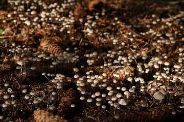 Skupisko drobnych białych grzybów. Zapewne grzybówka (Mycena sp.)