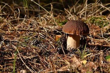 Piękny, dorodny i zdrowy podgrzybek brunatny (Imleria badia)