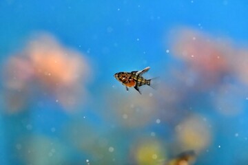 Młody, kilkutygodniowy żaglowiec skalar (Pterophyllum scalare) © Lancan