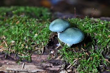 Piękny grzyb o niezwykłym, opalizującym seledynowo kolorze kapelusza. Pierścieniak grynszpanowy (Stropharia aeruginosa) © Lancan