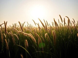 Fototapeta premium The warm sun shines down on a sea of tall grass as it bobs and sways in the gentle wind, tall grass, open field, rural scene