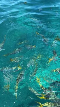 muchos peces se alimentan en la gran barrera de coral