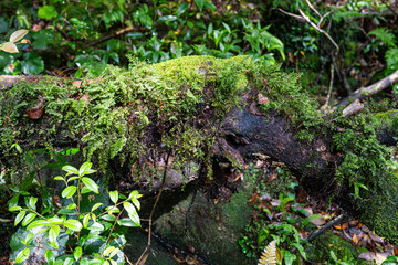 Obraz premium 屋久島 白谷雲水峡