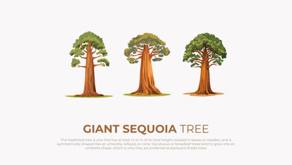 Giant Sequoia Tree Illustrations Healthy, Tall, Shade Trees