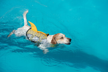 un petit chien blanc équipé d'un gilet de sauvetage jaune avec un aileron de requin saute dans...