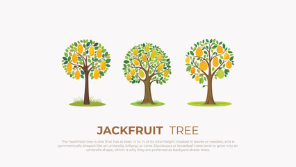 Obraz premium Three Jackfruit Trees Illustration of Fruit, Leaves, and Shade