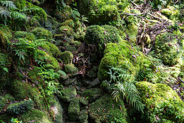 屋久島　白谷雲水峡