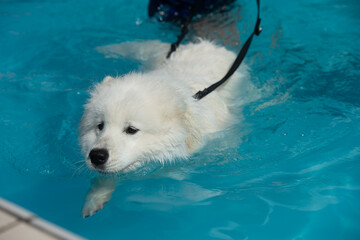 un chien apprend à nager dans une piscine, gros plan sur la tête du chien avec la main de son maître qui surveille