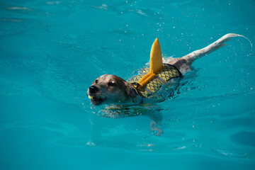 un petit chien blanc équipé d'un gilet de sauvetage jaune avec un aileron de requin saute dans...