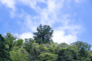 Obraz premium 屋久島 白谷雲水峡