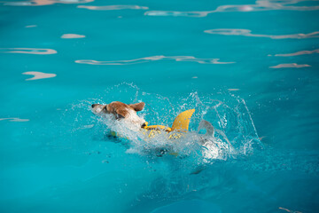 un petit chien nage dans une piscine avec un harnais jaune et un flotteur en forme d'aileron de requin