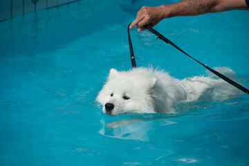 un chien apprend à nager dans une piscine, gros plan sur la tête du chien avec la main de son...
