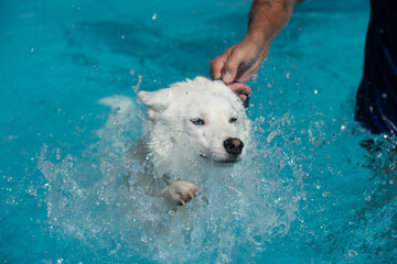 un chien apprend à nager dans une piscine, gros plan sur la tête du chien avec la main de son...