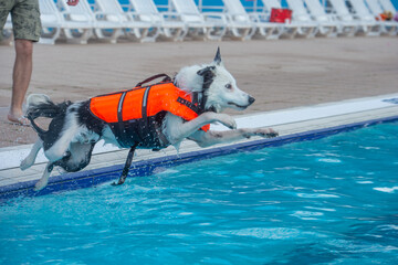 Un chien équipé d'un gilet de sauvetage orange saute et plonge dans une piscine pour nager et...