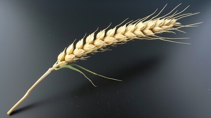 Wheat Ears on a Black Background - a striking and rustic visual. The dark background highlights the golden wheat, creating a contrast that is both elegant and natural.