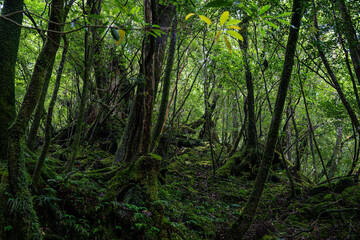 Fototapeta premium 屋久島 白谷雲水峡