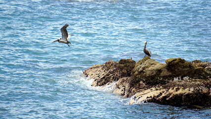 Puerto Vallarta Mexico Brown Pelicans