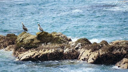 Puerto Vallarta Mexico Brown Pelicans