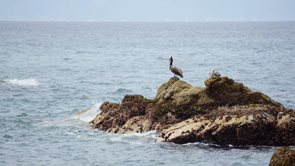 Puerto Vallarta Mexico Brown Pelicans