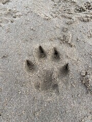 Hunde Pfotenabdruck im Sand