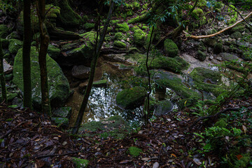 屋久島　白谷雲水峡