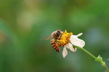 bee collecting pollen. Worker bees are searching for nectar in wild flowers makes the pollen of flowers stick to the body. and helps in pollinating