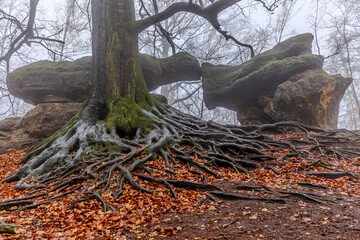 Kleines Prebischtor in den Affensteinen