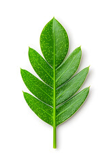 Obraz premium A single green leaf close-up, isolated on white background