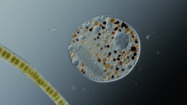 Ein Wimpertierchen als Einzeller aus dem S&uuml;&szlig;wasser, Ciliata, Ciliophora