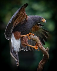 Fototapeta premium Harris's Hawk Perched with Wings Spread