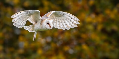 Barn owl in flight against autumn backdrop.