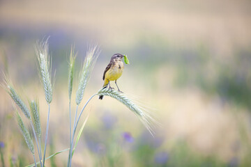Close up of yellow wagtail bird sitting on rye spike with green caterpillar in beak. Beautiful wild...