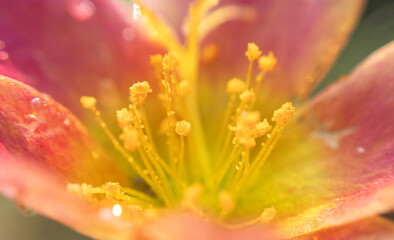 The Secret Life of Pollen: Macro Photography of Flower Details.  "Pollen in Focus: Macro Photography of Nature’s Tiny Architects"