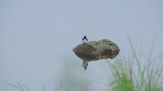 pied kingfisher or Ceryle rudis perched on rock with reflection in ramganga river water preening feathers in safari at dhikala zone of jim corbett national park forest tiger reserve uttarakhand India